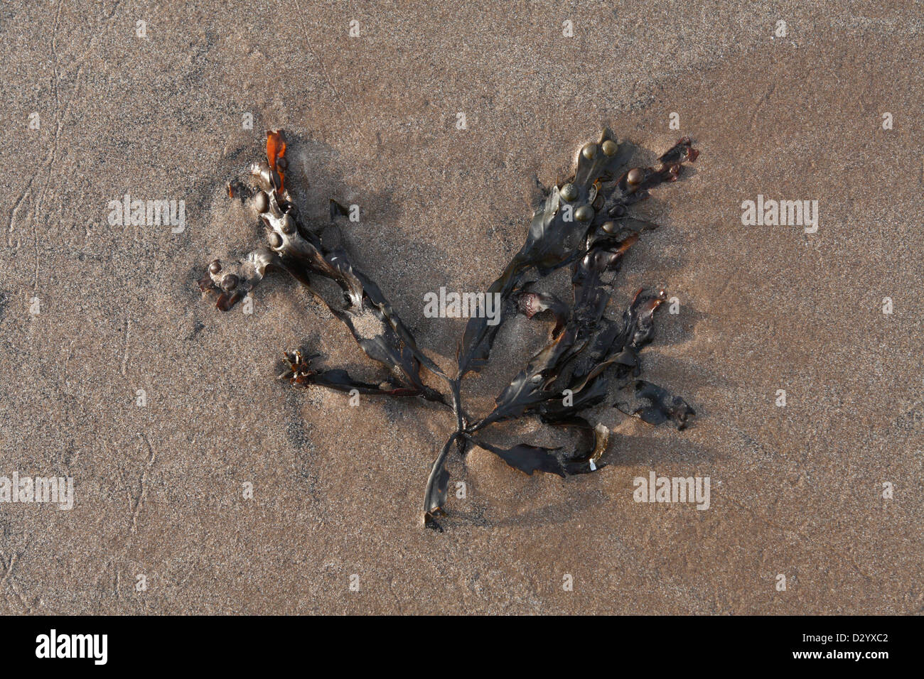 Blasentang Algen (Fucus Vesiculosus), am Sandstrand im Sommer, Brean Sands, Somerset, England, Juli Stockfoto