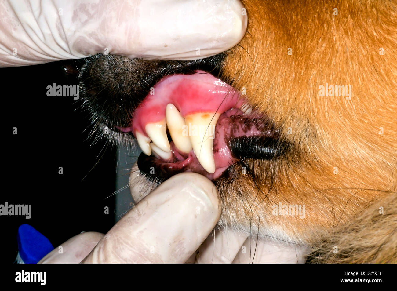 Hund-Zähne Stockfoto
