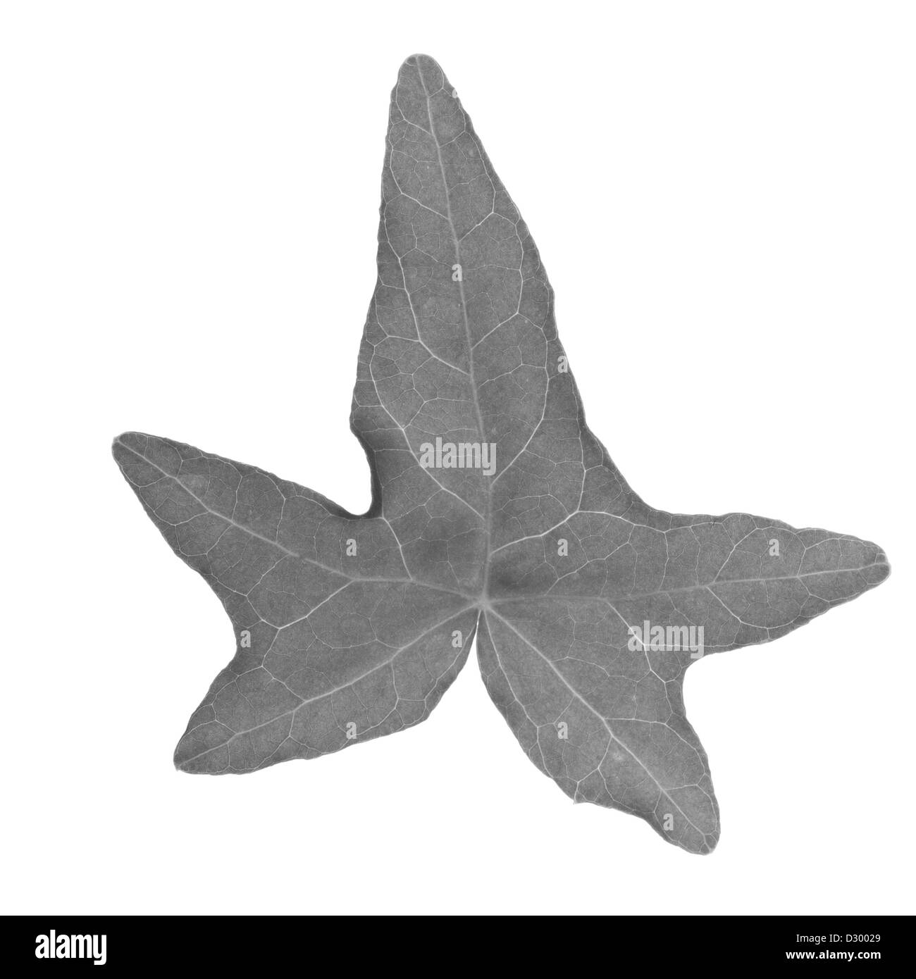 schwarzen und weißen Efeu im studio Stockfoto schwarzen und weißen Efeu im studio Stockfoto