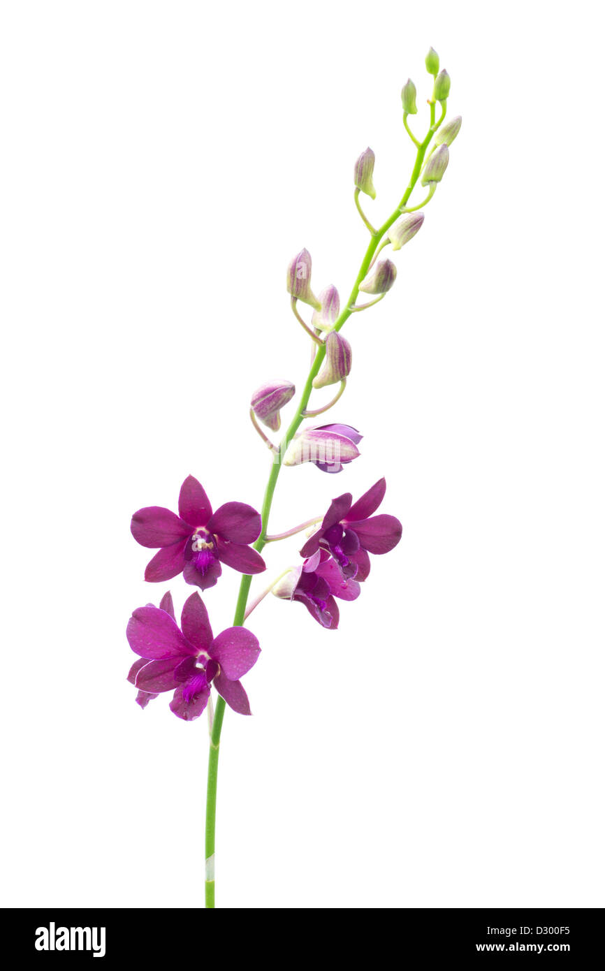 Dendrobium Pompadour isoliert auf weißem Hintergrund. Stockfoto