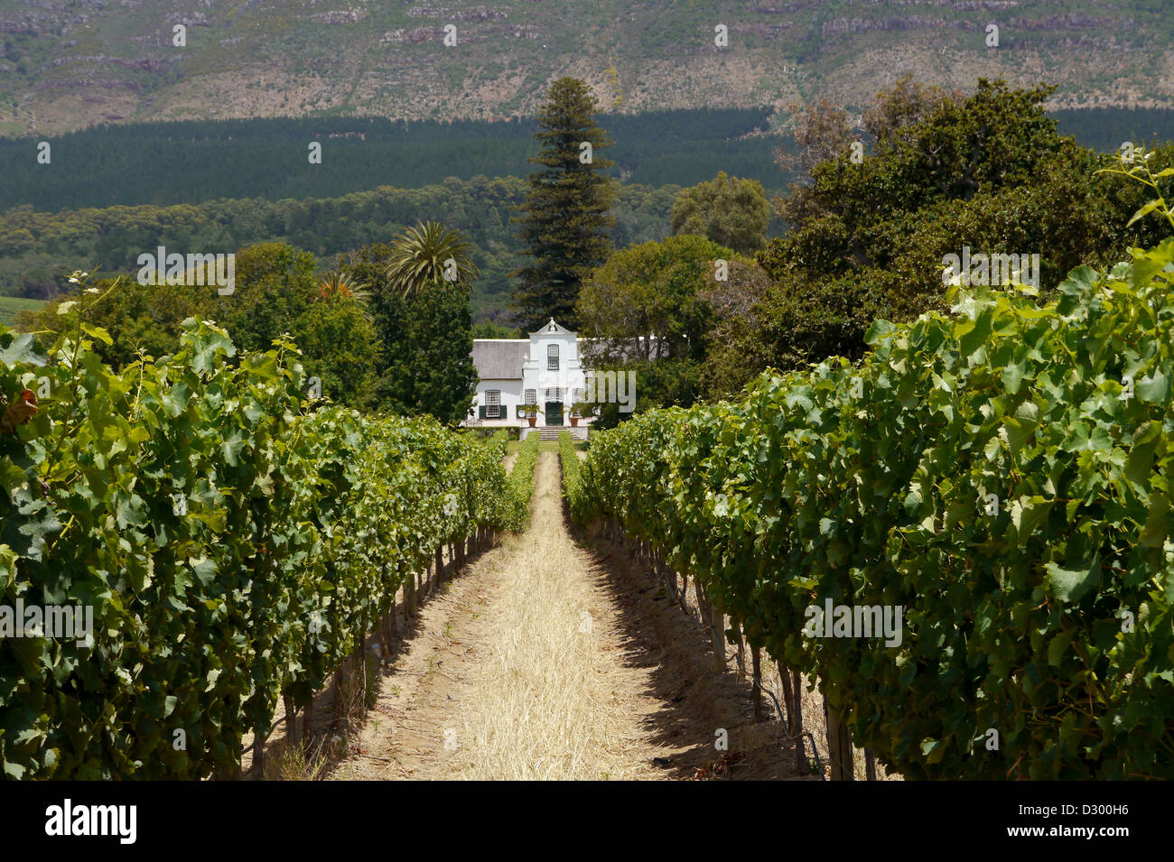 Weingut außerhalb von Kapstadt, Südafrika Stockfoto