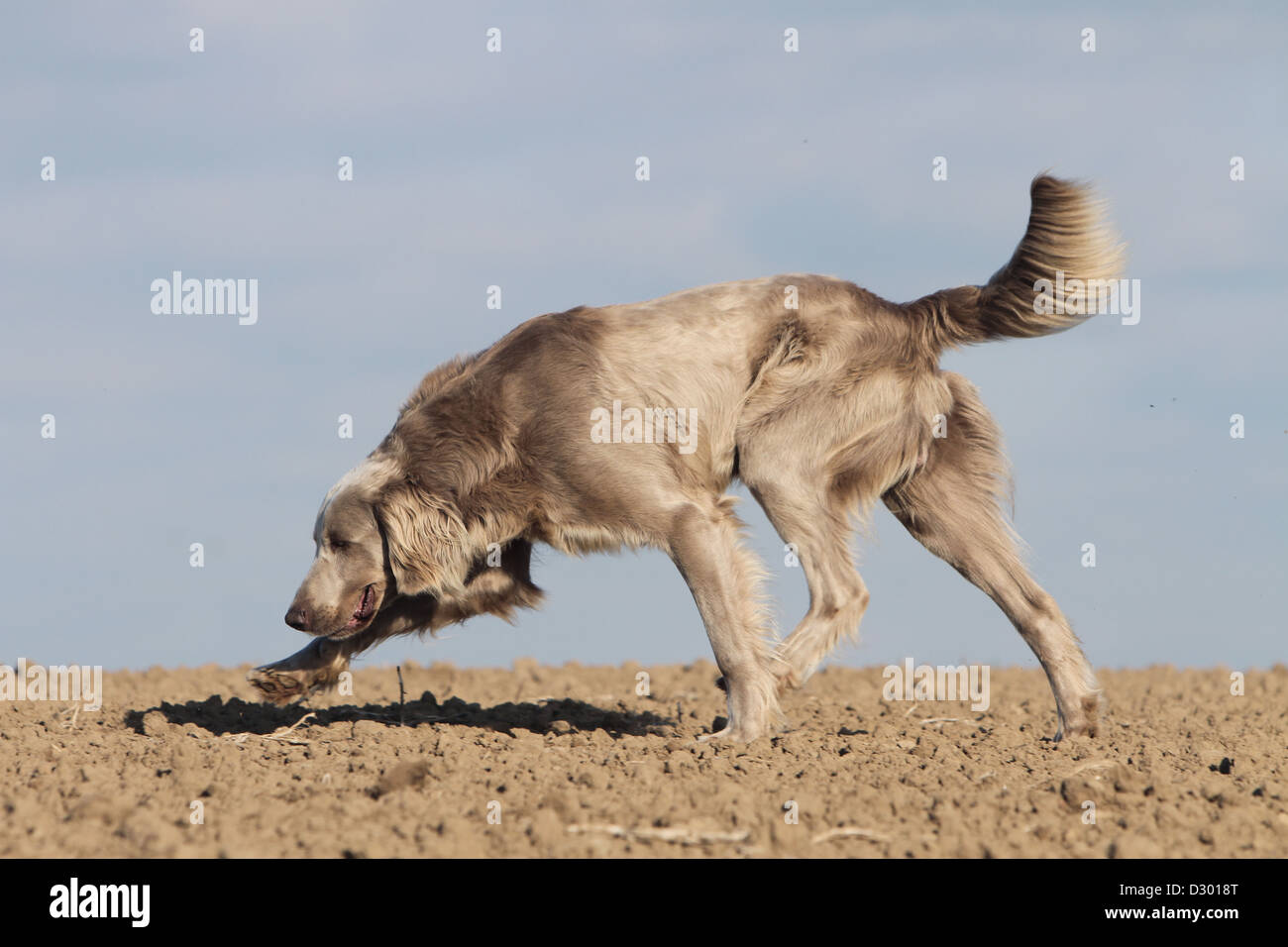 Hund Weimaraner Langhaar / Erwachsene in einem Feld Stockfoto