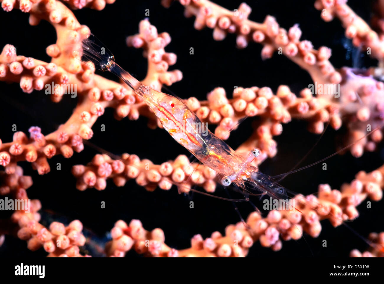 Gorgonien Garnelen Periclimenes Psamathe, Loloata; Korallenmeer, Pazifischen Ozean; Papua-Neu-Guinea Stockfoto