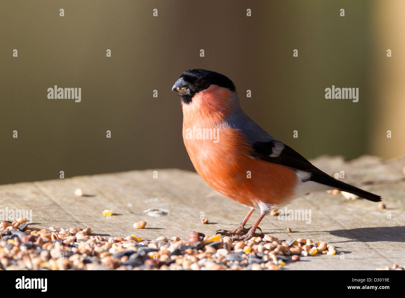 Gimpel Pyrrhula Pyrrhula (Fringillidae) Stockfoto