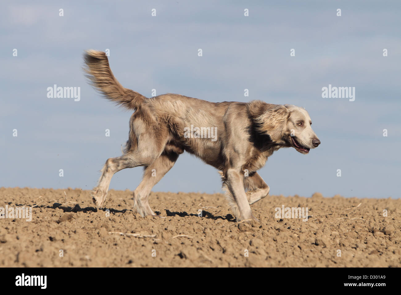 Hund Weimaraner Langhaar / Erwachsene in einem Feld Stockfoto