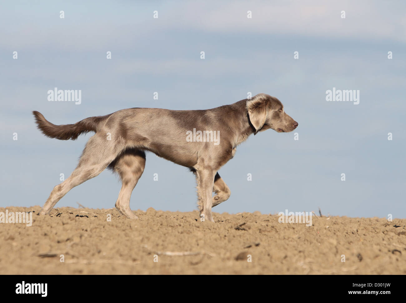 Hund Weimaraner Langhaar / Erwachsene stehen in einem Feld Stockfoto
