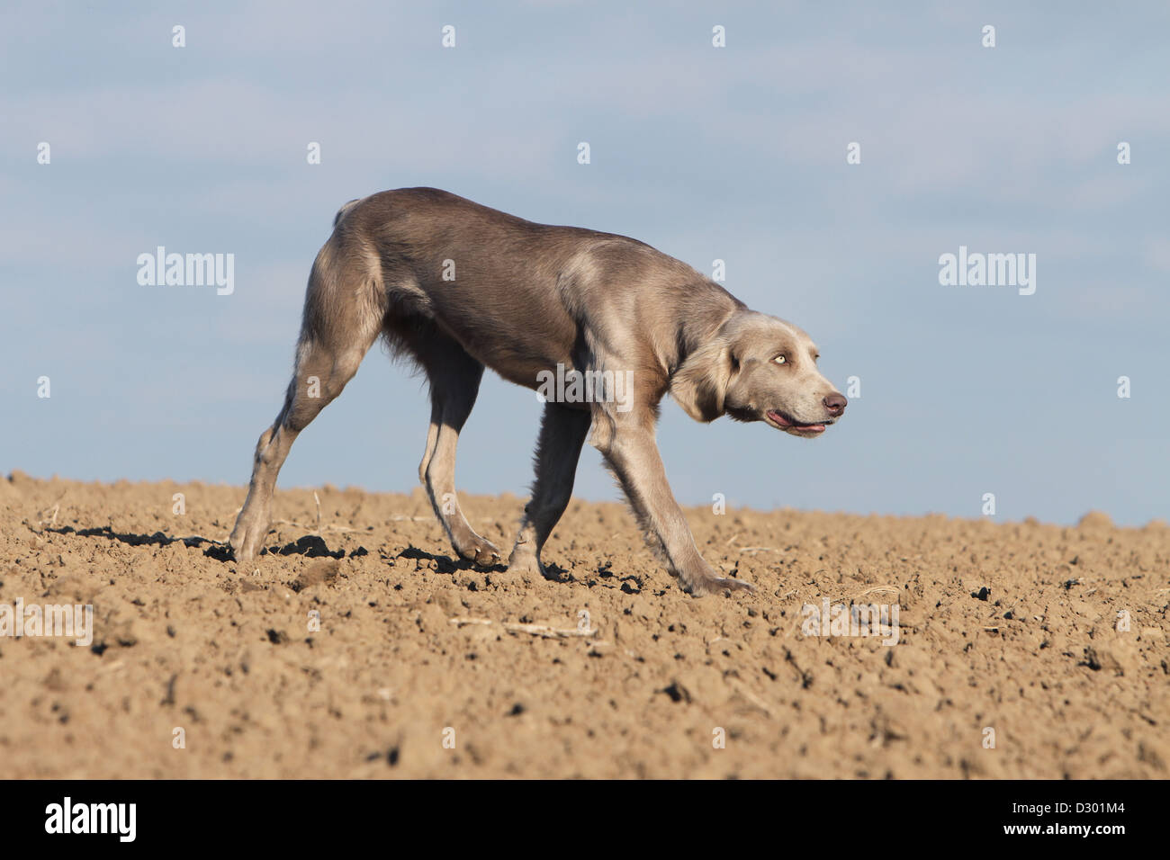 Hund Weimaraner Langhaar / Erwachsene zu Fuß in ein Feld Stockfoto
