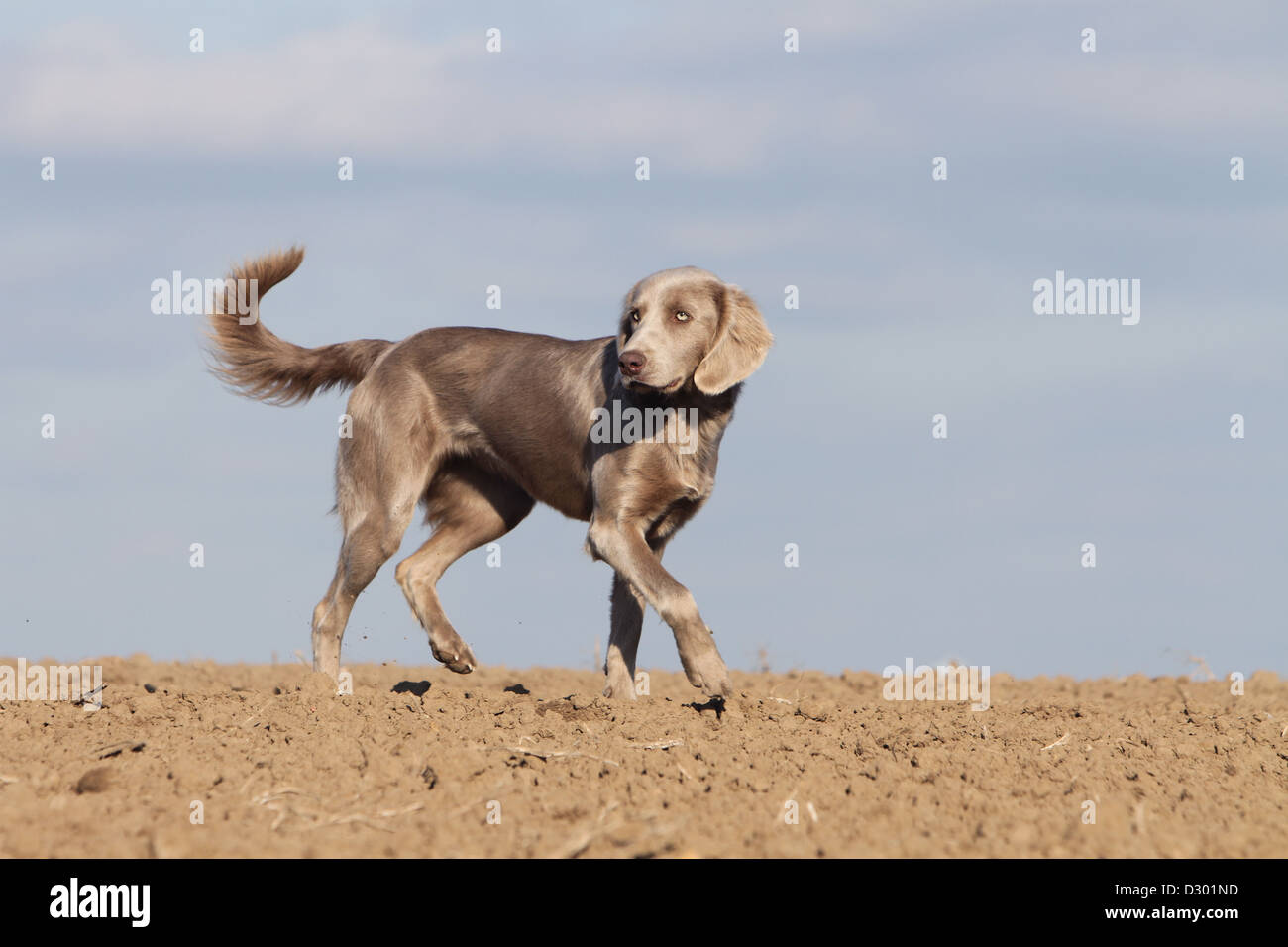 Hund Weimaraner Langhaar / Erwachsene zu Fuß in ein Feld Stockfoto