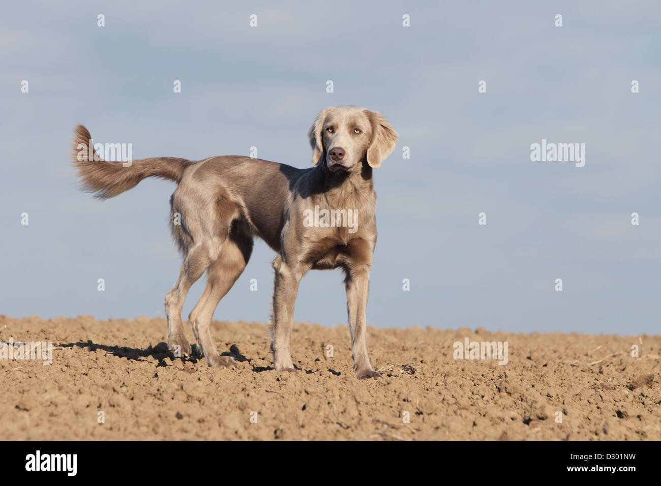 Hund Weimaraner Langhaar / Erwachsene stehen in einem Feld Stockfoto