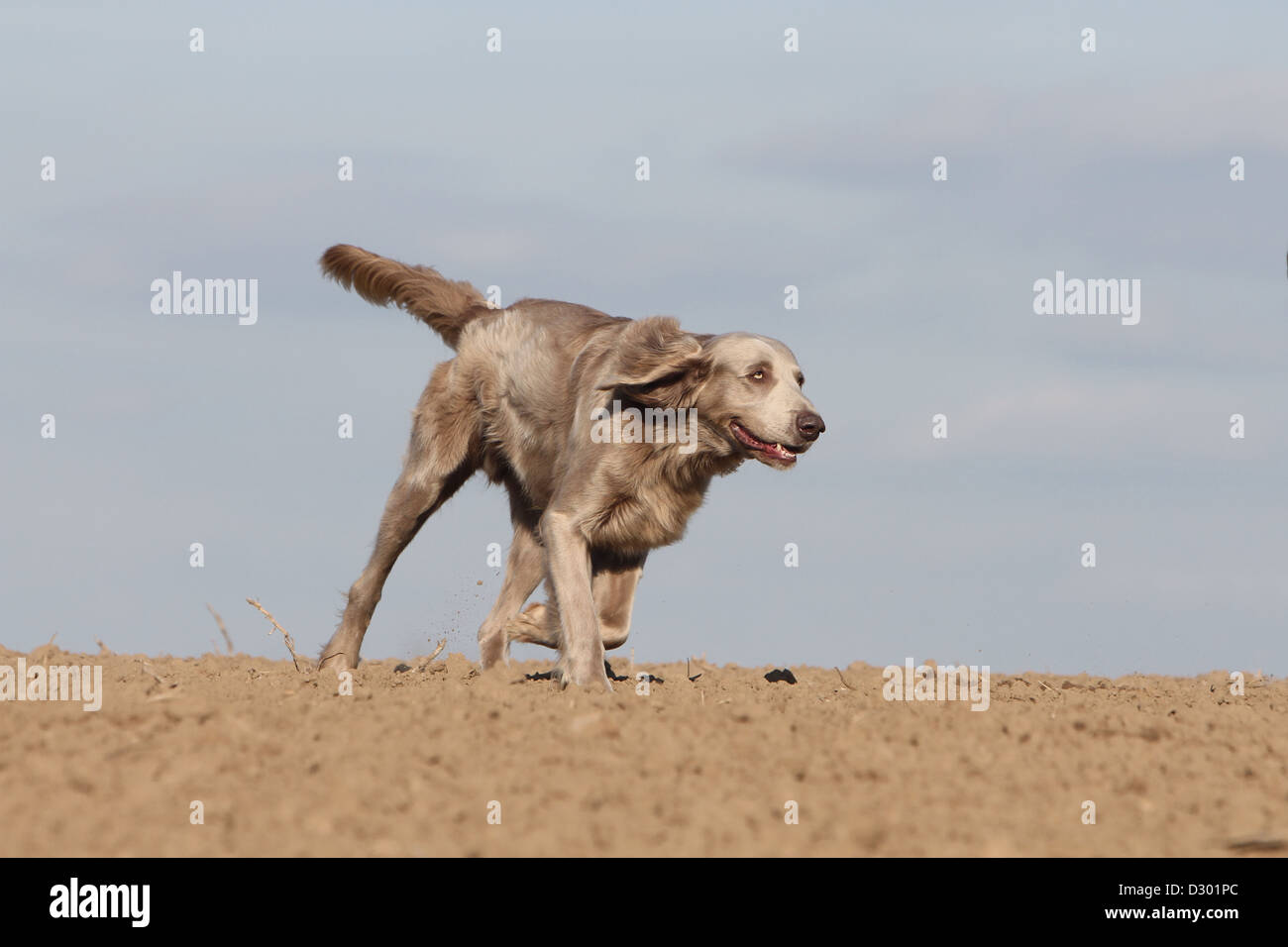 Hund Weimaraner Langhaar / Erwachsene in einem Feld Stockfoto