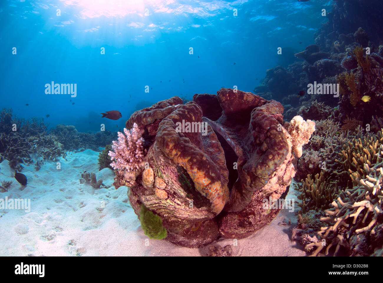 Ein Giant Clam Tridacna Gigas Great Barrier Reef und Coral Sea, Pazifischen Ozean, Queensland, Australien Stockfoto