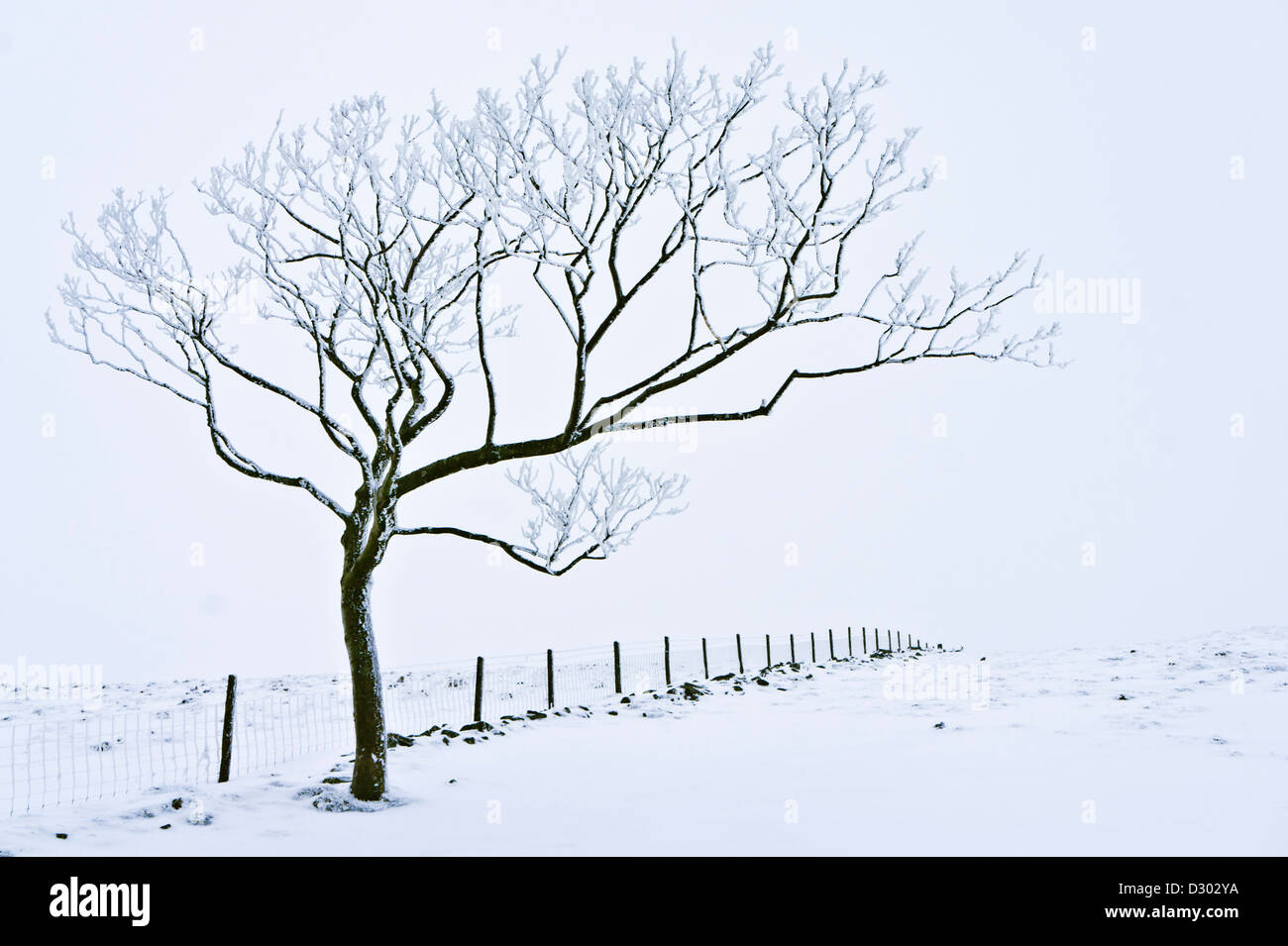 Winterlandschaft mit schneebedecktem Baum vor einem Drahtzaun in der Nähe des Nationalparks Rushup Edge Derbyshire Peak, England, Großbritannien, Großbritannien, Europa Stockfoto