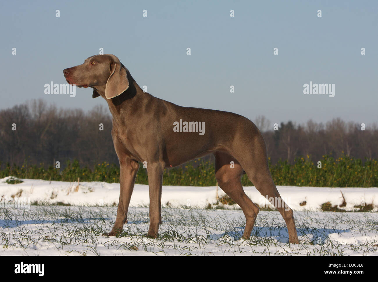 Weimaraner Kurzhaar Hund / Erwachsenen stehen im Schnee Stockfoto