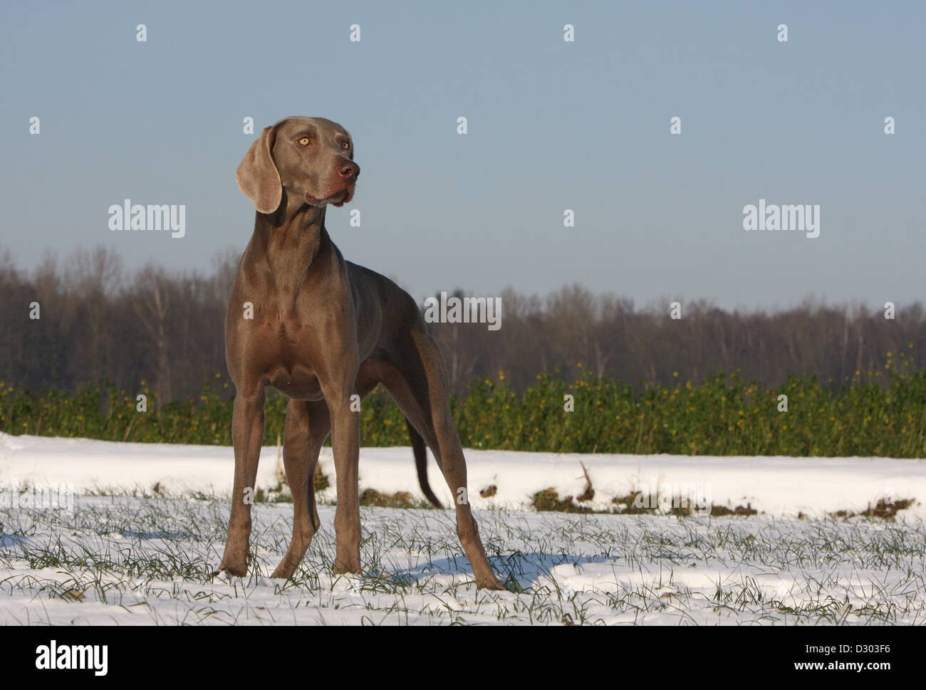 Weimaraner Kurzhaar Hund / Erwachsenen stehen im Schnee Stockfoto