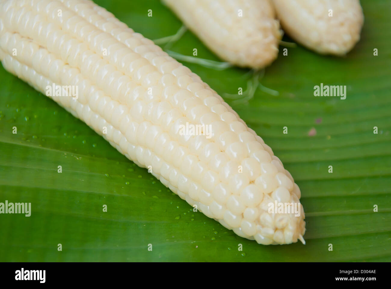 gekochten Mais Essen aus der Natur Stockfoto