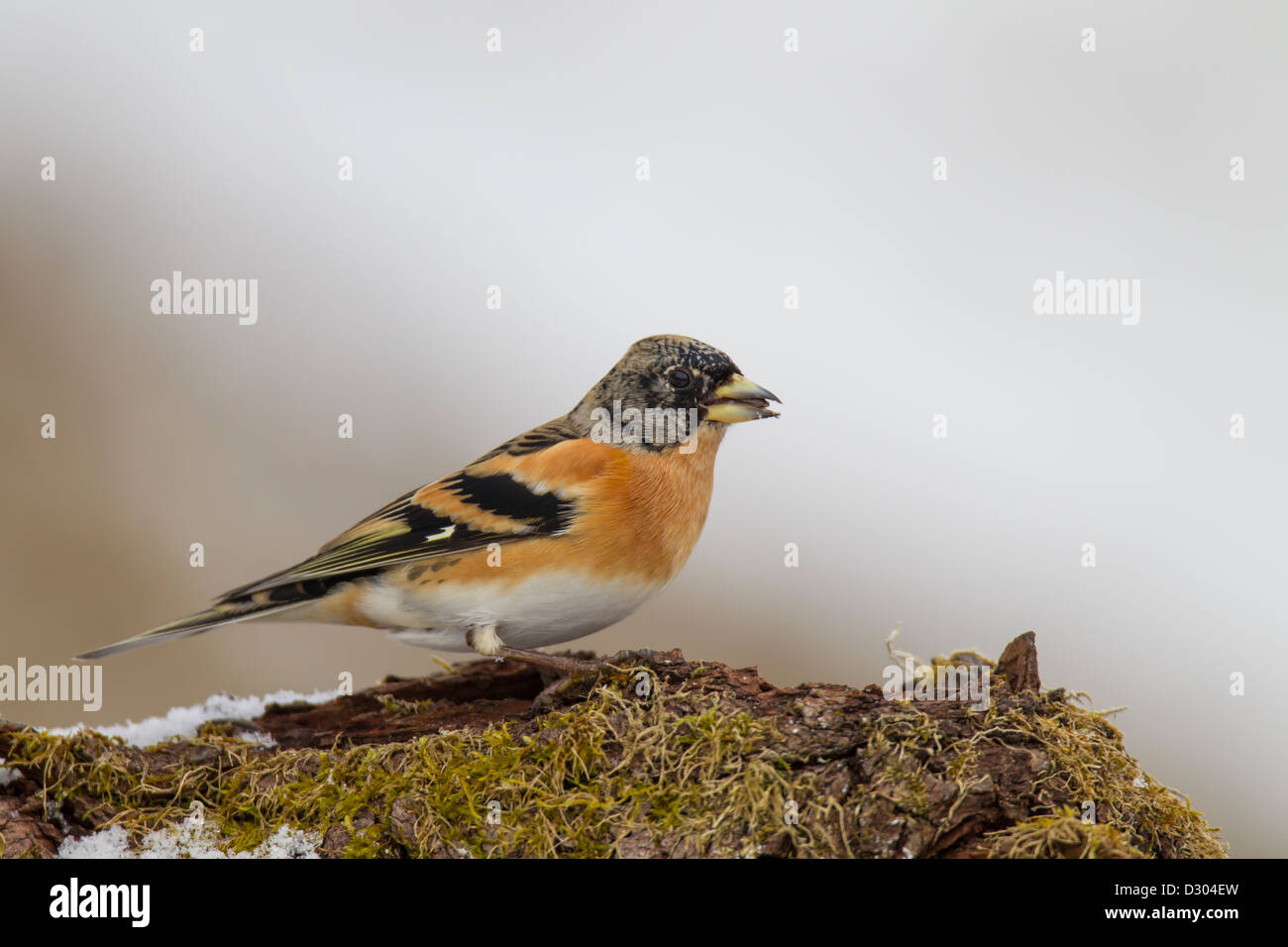 Bergfink Bergfinken Fringilla montifringilla Stockfoto