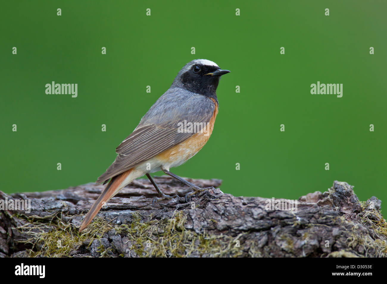 Gemeinsamen Gartenrotschwänze Gartenrotschwanz Stockfoto