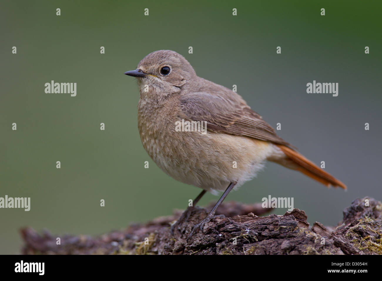 Gemeinsamen Gartenrotschwänze Gartenrotschwanz Phoenicurus phoen Stockfoto