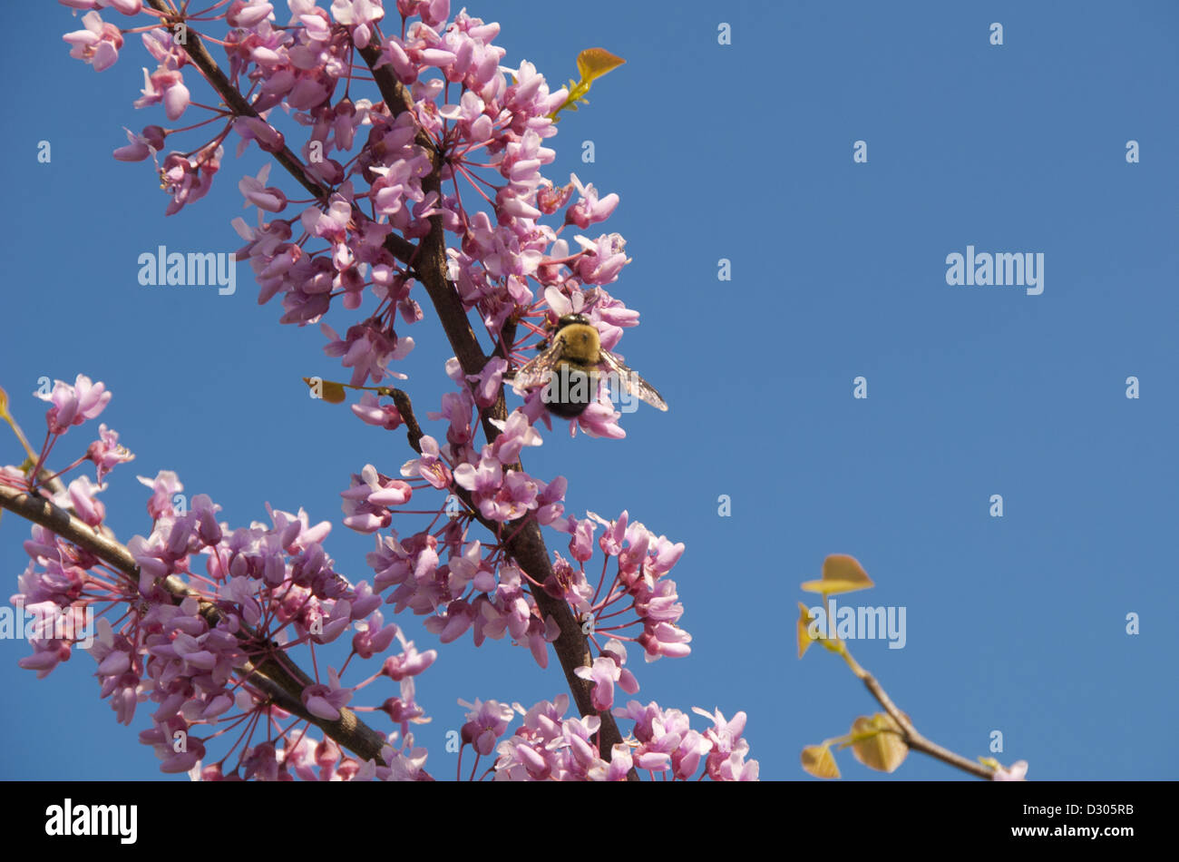 Bienen auf Redbud, Cercis Canadensis, Blüten im Frühjahr Stockfoto