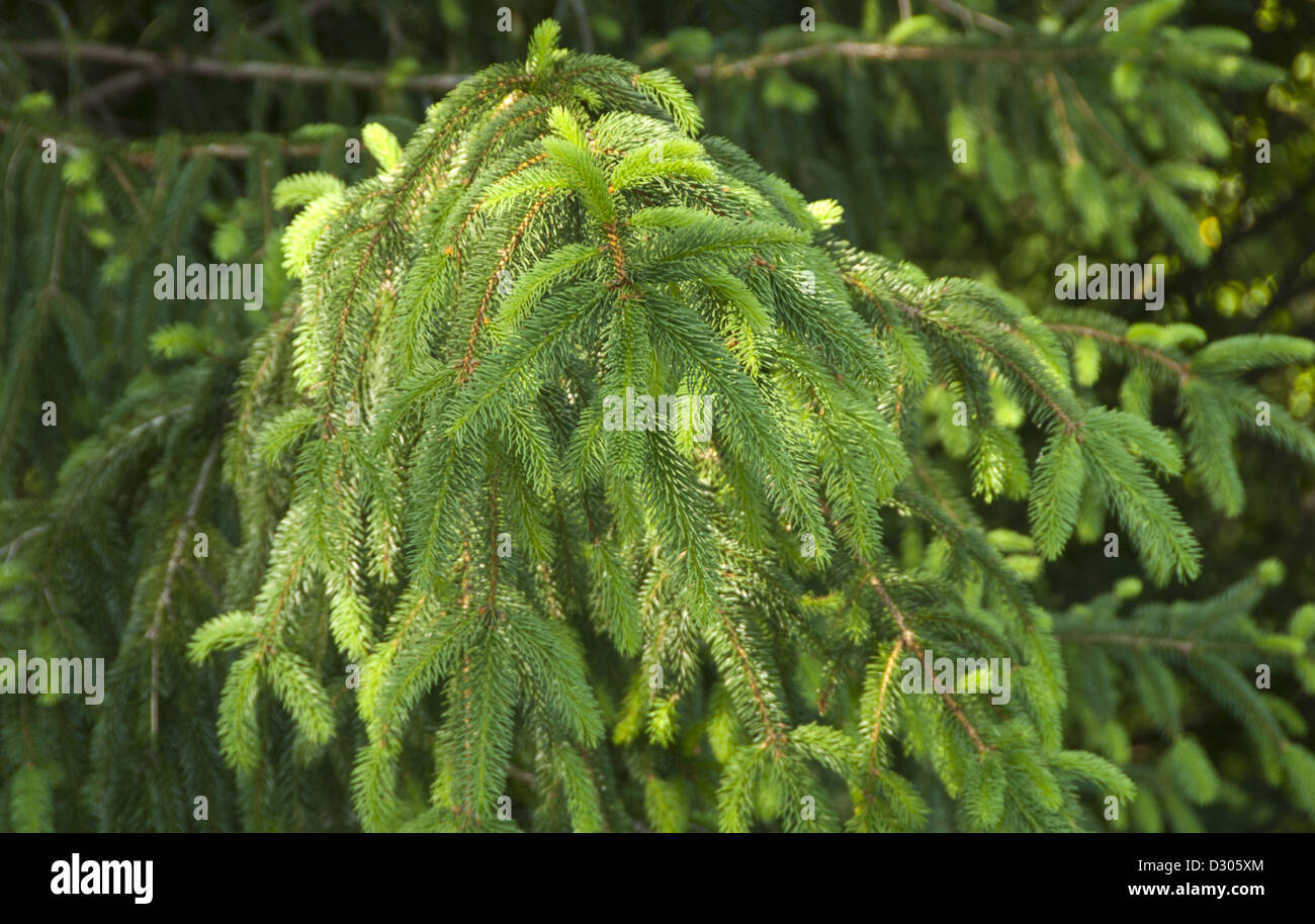 Gemeine Fichte, Picea Abies, in Asheville, North Carolina, USA Stockfoto