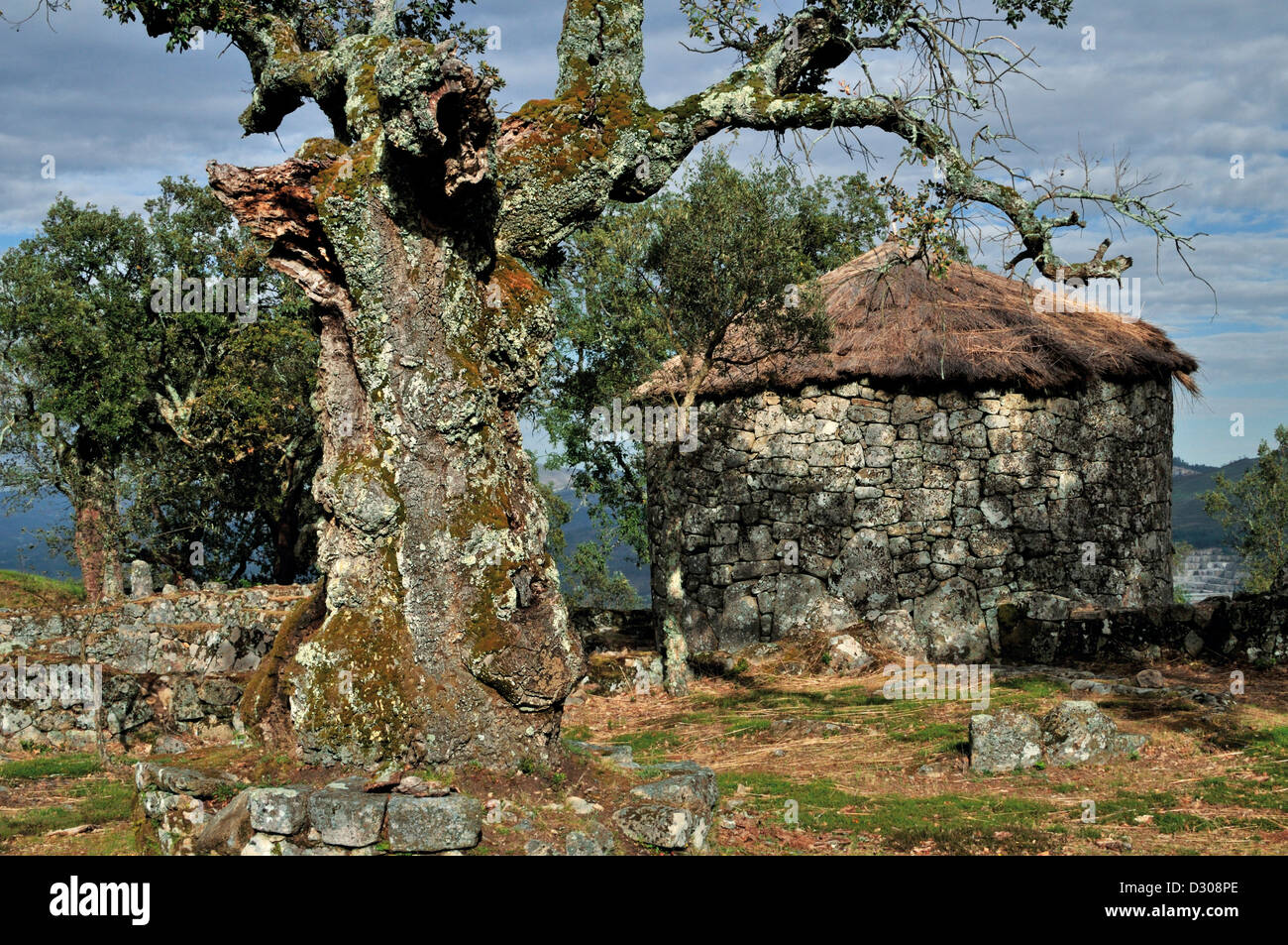 Portugal, Minho: Keltische iberischen rund um Haus und tausend Jahre alte Korkeiche in Citania de Briteiros Stockfoto