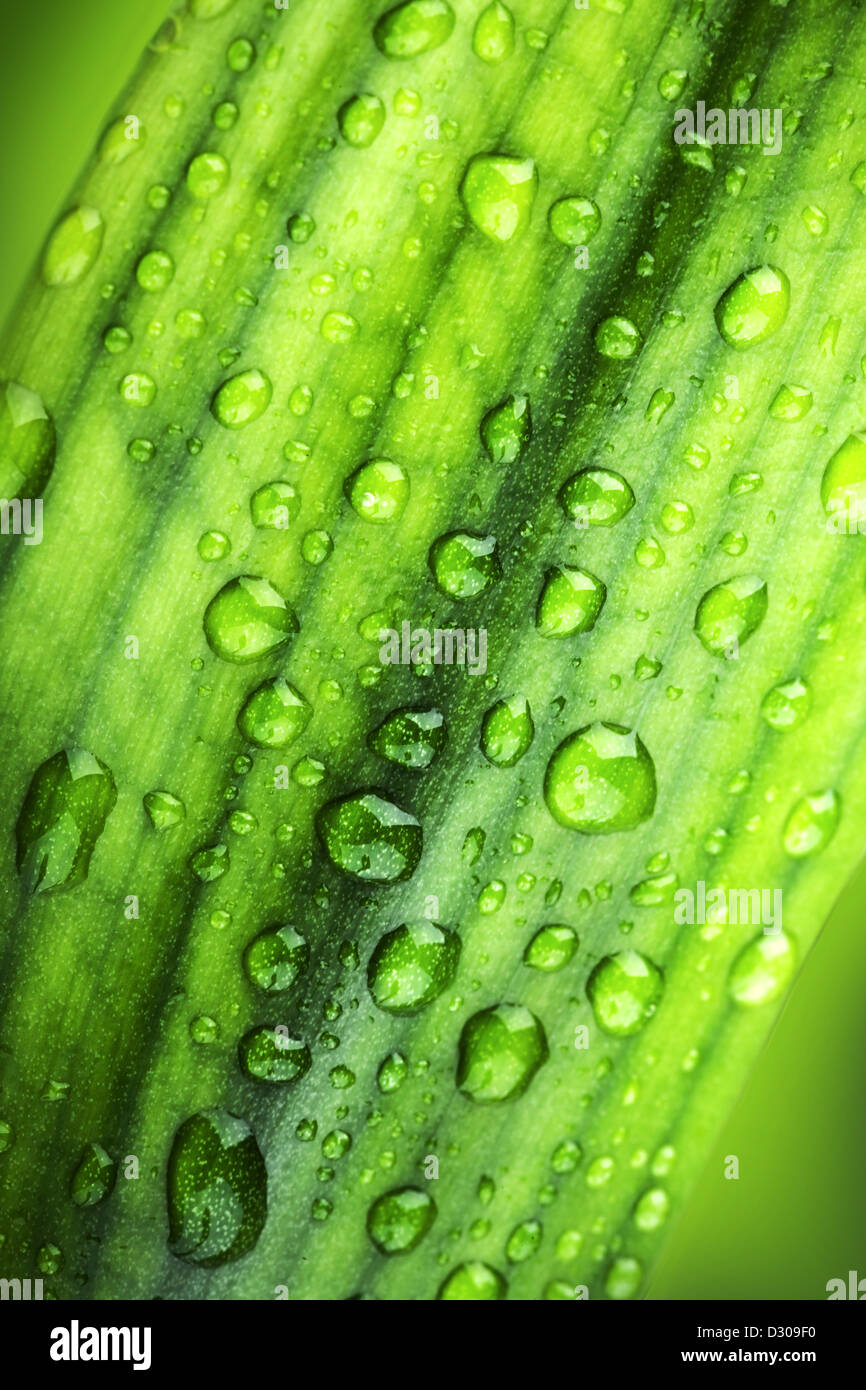 Bambusblatt mit Tau Tropfen Wasser Stockfoto