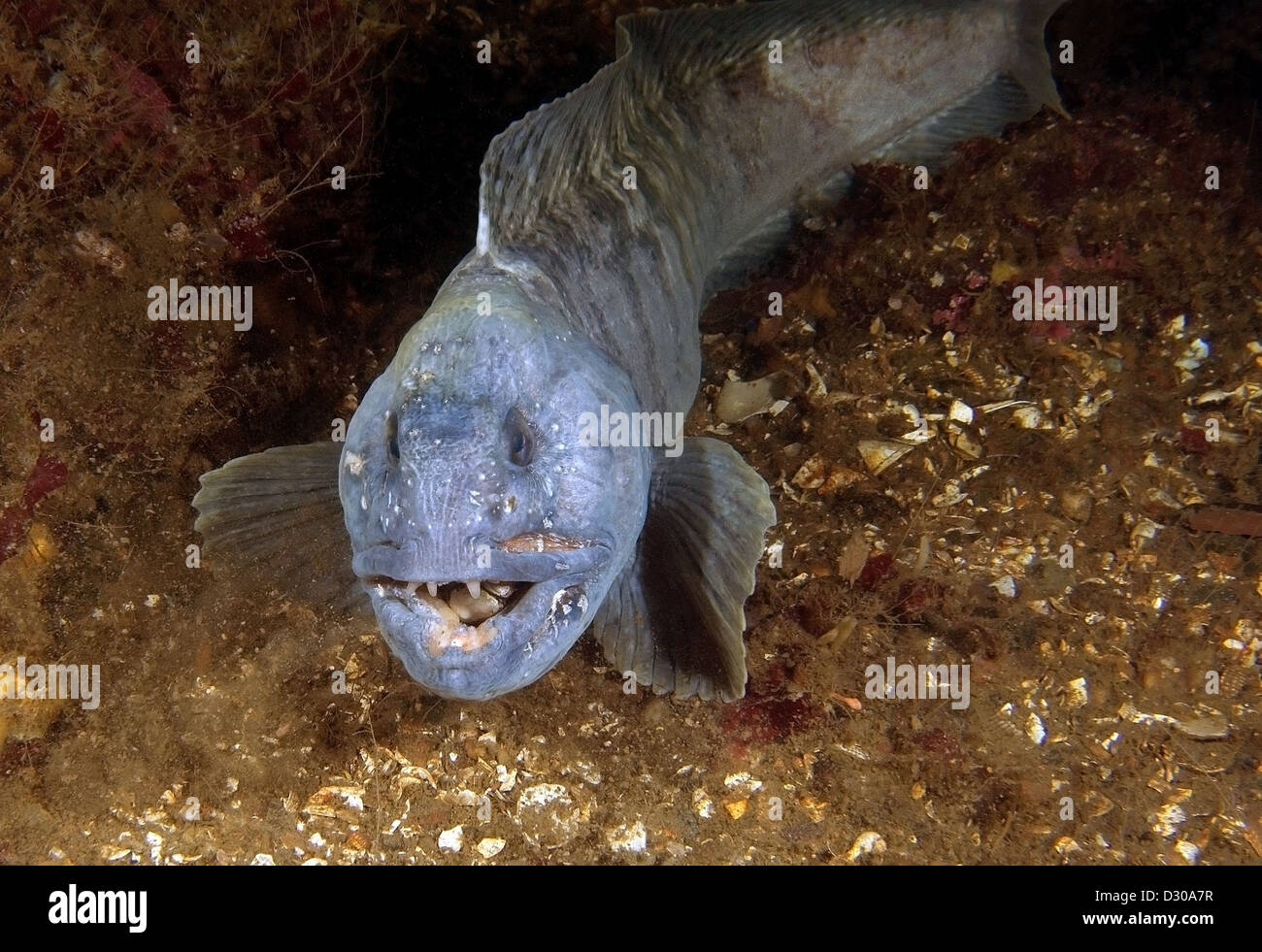 Atlantic Katfisch, Atlantic Wels, Seawolf, Ozean-Wels, Teufel Fisch, wolf, Aal oder Wels (Anarhichas Lupus) Stockfoto