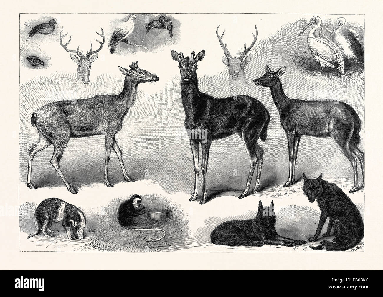 NEUE TIERE UND VÖGEL IN DER ZOOLOGISCHEN GESELLSCHAFT GÄRTEN REGENTS PARK LONDON UK 1867 Stockfoto