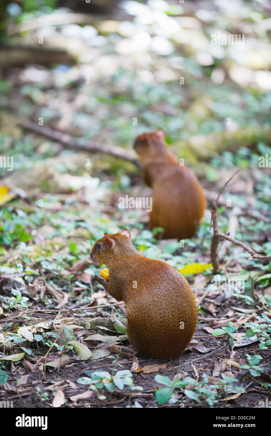 Gibnuts, Tiefland Paca (Cuniculus Paca) Copan Ruinen, Unesco World Heritage Site, Honduras, Mittelamerika Stockfoto