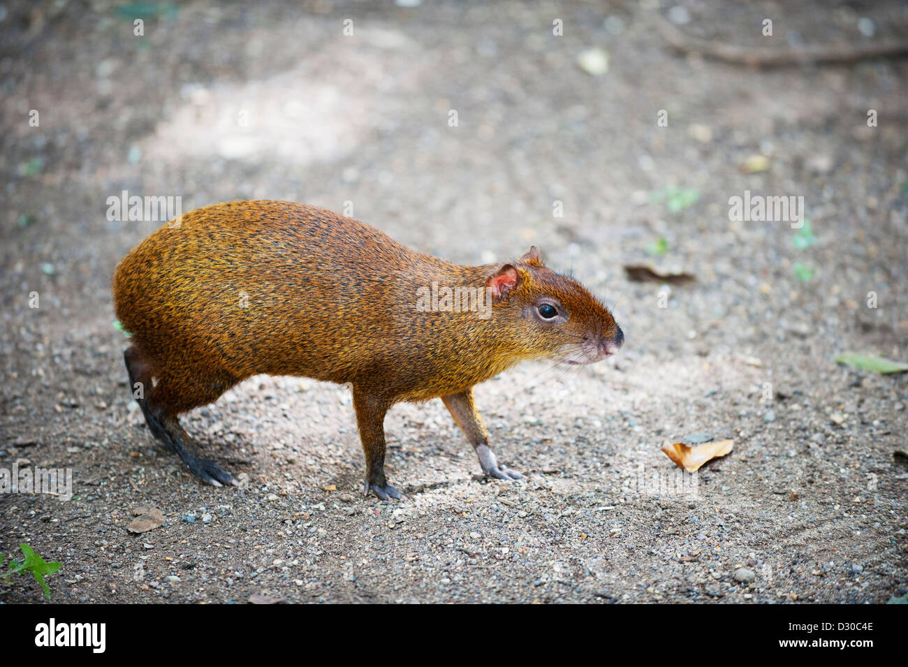 Gibnuts, Tiefland Paca (Cuniculus Paca) Copan Ruinen, Unesco World Heritage Site, Honduras, Mittelamerika Stockfoto
