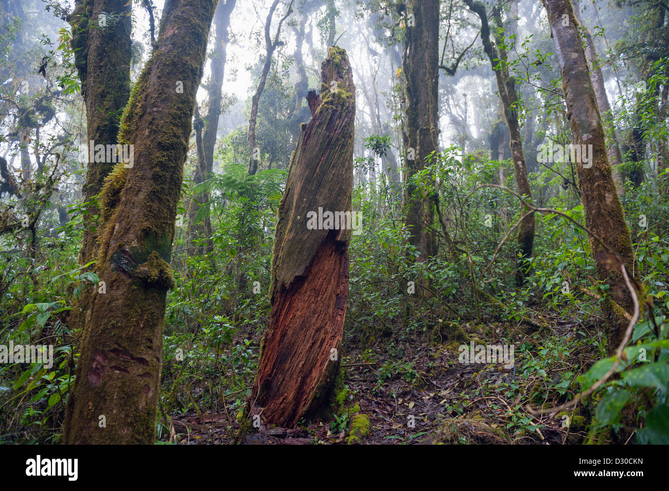 Parque Nacional Montana de Celaque, Gracias, Honduras, Mittelamerika Stockfoto