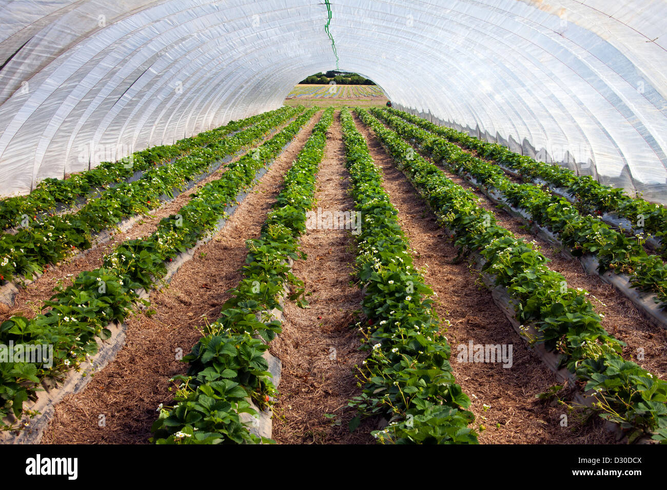 Anbau von Garten Erdbeeren (Fragaria X ananassa) in plastischen Gewächshaus, Deutschland Stockfoto