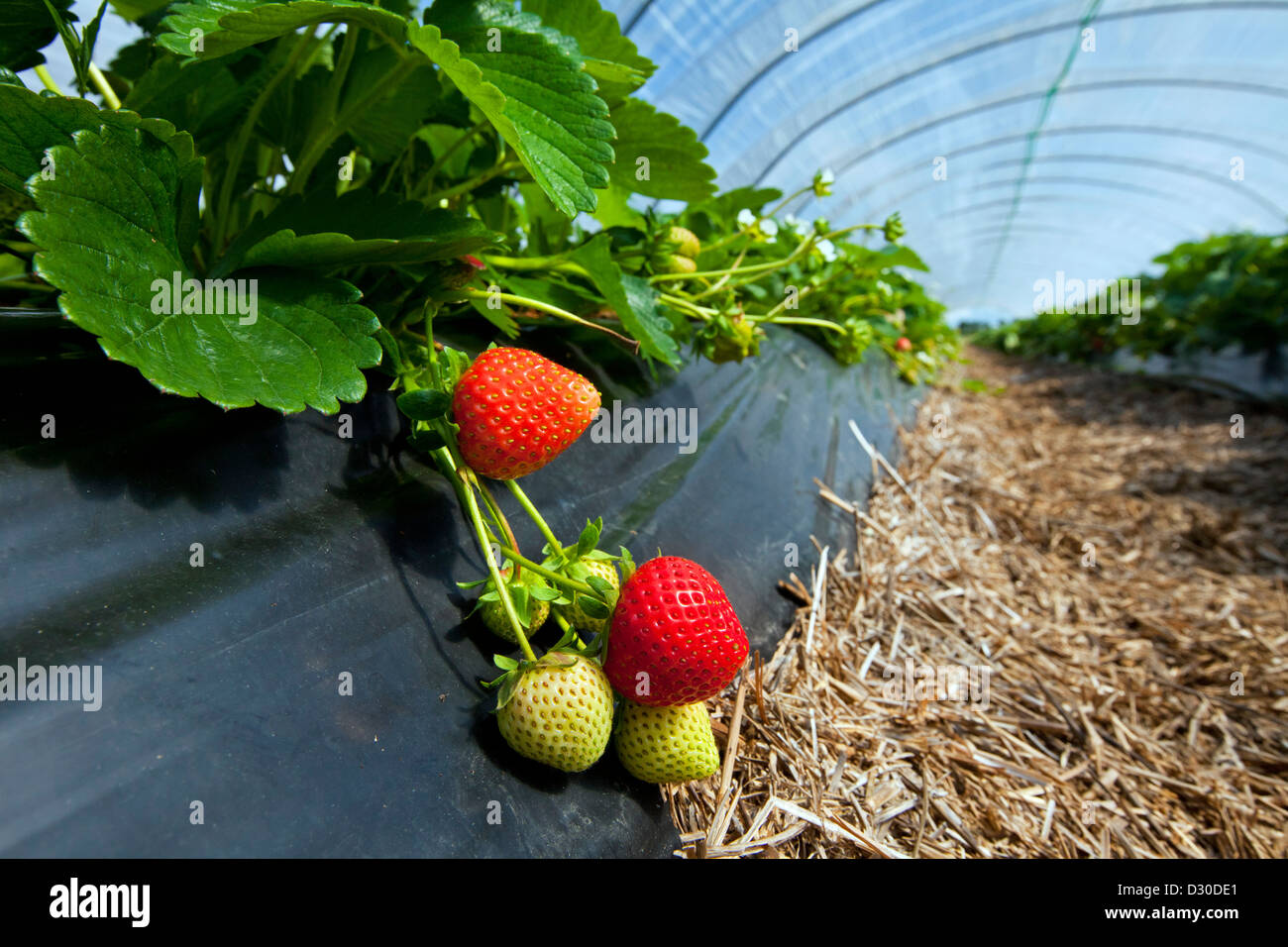 Anbau von Garten Erdbeeren (Fragaria X ananassa) in plastischen Gewächshaus, Deutschland Stockfoto
