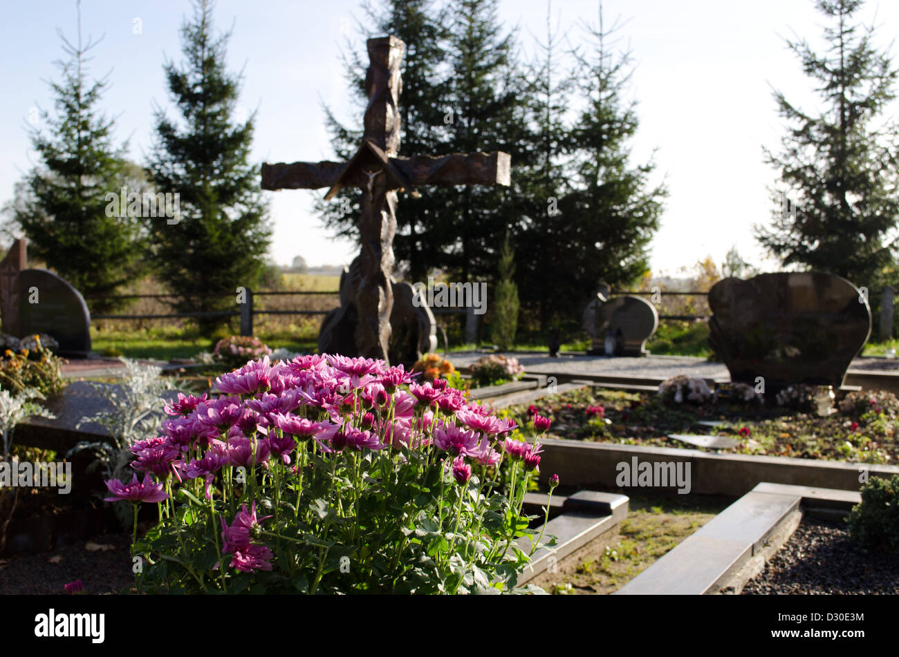 Chrysantheme Blume wachsen auf Grab Grab Kreuz und andere Steindenkmäler im Friedhof. Stockfoto