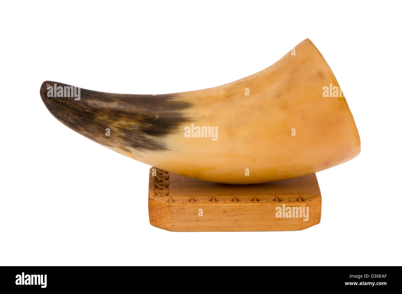 Raubtier Tier Fang Tusk Elfenbein auf Holzbrett Dekoration isoliert auf weißem Hintergrund Stockfoto