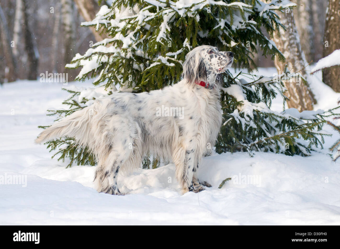 Englisch Setter auf der Winterjagd Stockfoto
