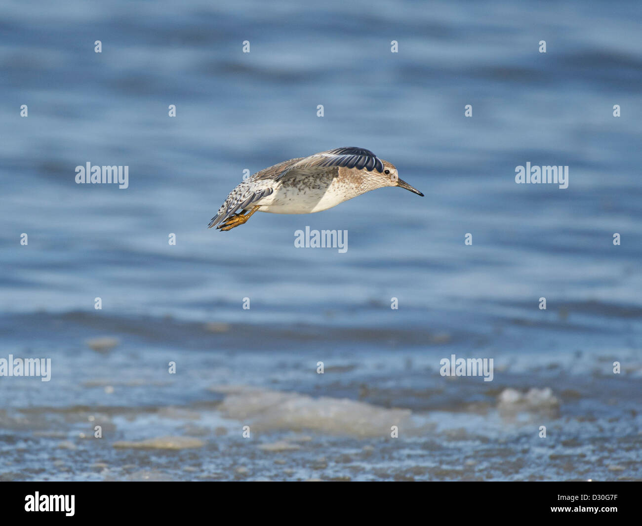 Knoten im Flug Stockfoto