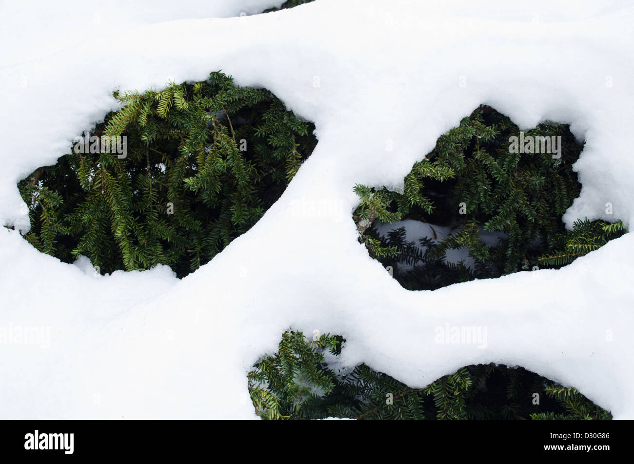 Eibenbaum im Winter unter Schnee. yew, European Yew, Europische Eibe,  Gemeine Eibe, wenn man sich zur Arbeit bewegt, Taxus baccata, kznsges  tiszafa, Ungarn, Magyarorszg Stockfotografie - Alamy