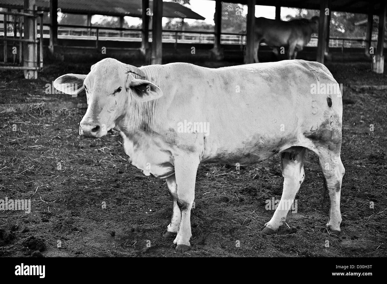 schwarz / weißes Bild hinzufügen von Körnung von Thailand Rinder - Tak Rasse Kühe Stockfoto
