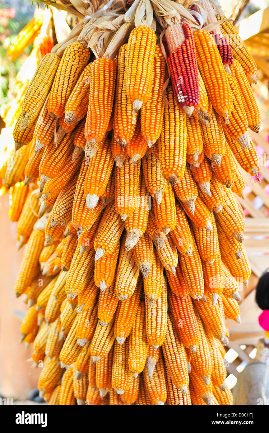 Ein Großteil der Cob Mais, zum Trocknen aufgehängt Stockfoto