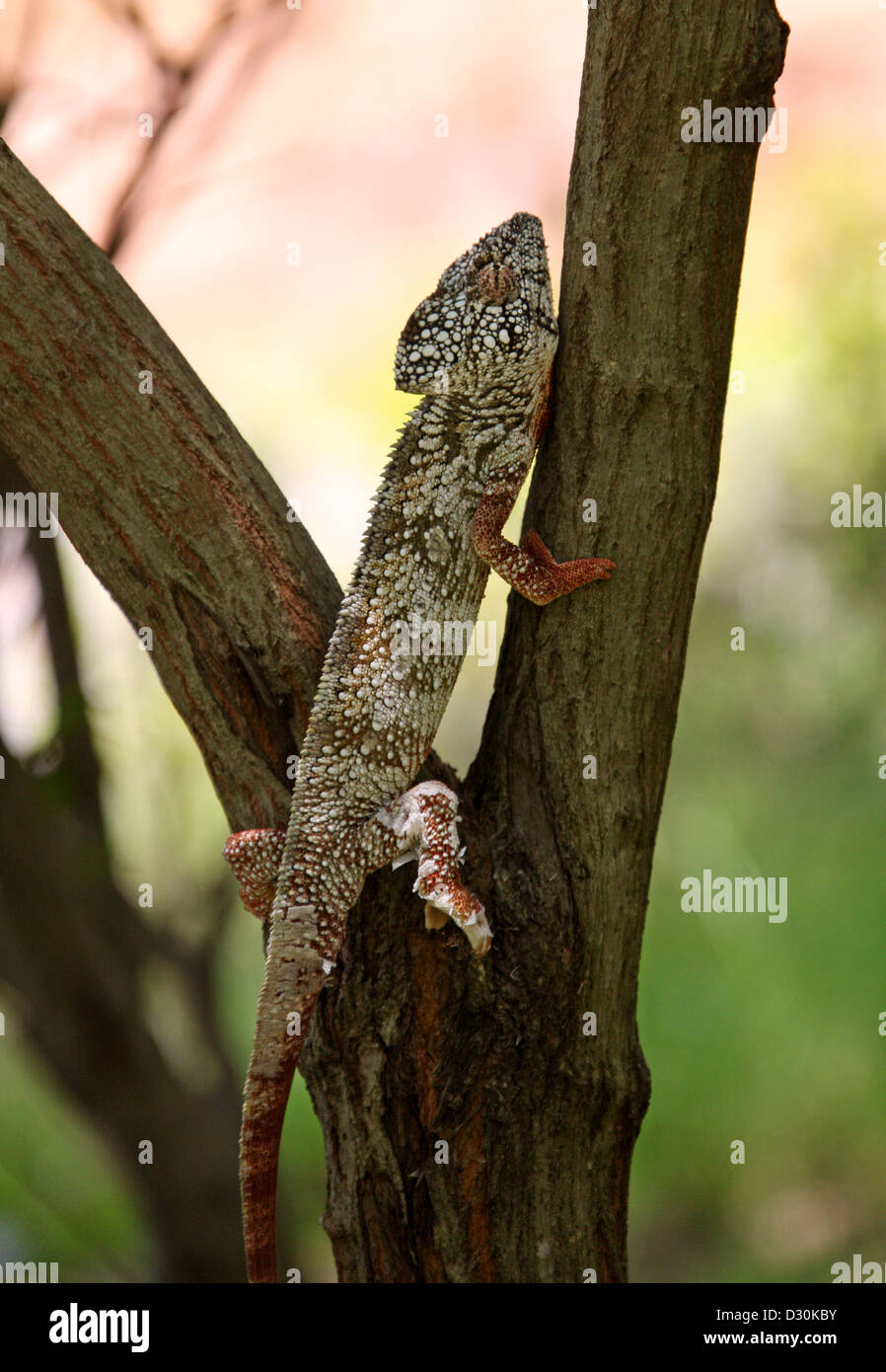 Die Oustalet oder madagassische riesige Chamäleon Furcifer Oustaleti, Chamaeleonidae, Squamata. Madagaskar, Afrika. Stockfoto