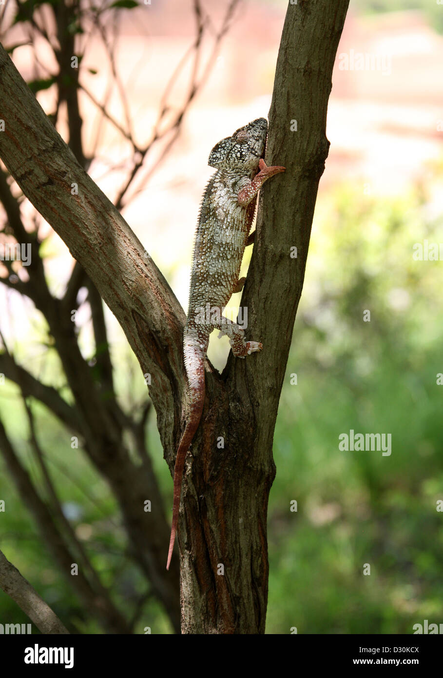 Die Oustalet oder madagassische riesige Chamäleon Furcifer Oustaleti, Chamaeleonidae, Squamata. Madagaskar, Afrika. Stockfoto