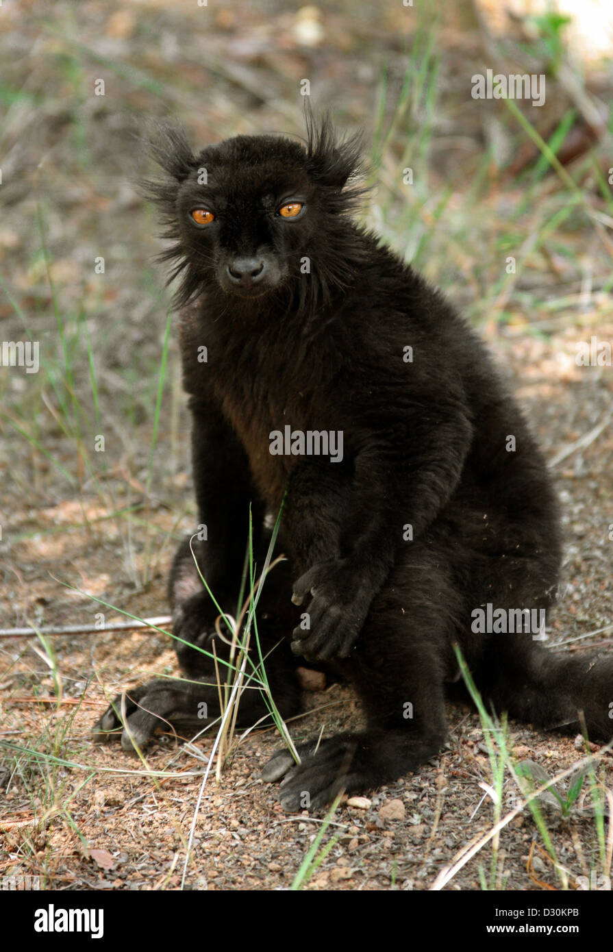 Black Lemur, Eulemur Macaco Macaco, Lemuridae, Primaten. Madagaskar, Afrika. Stockfoto