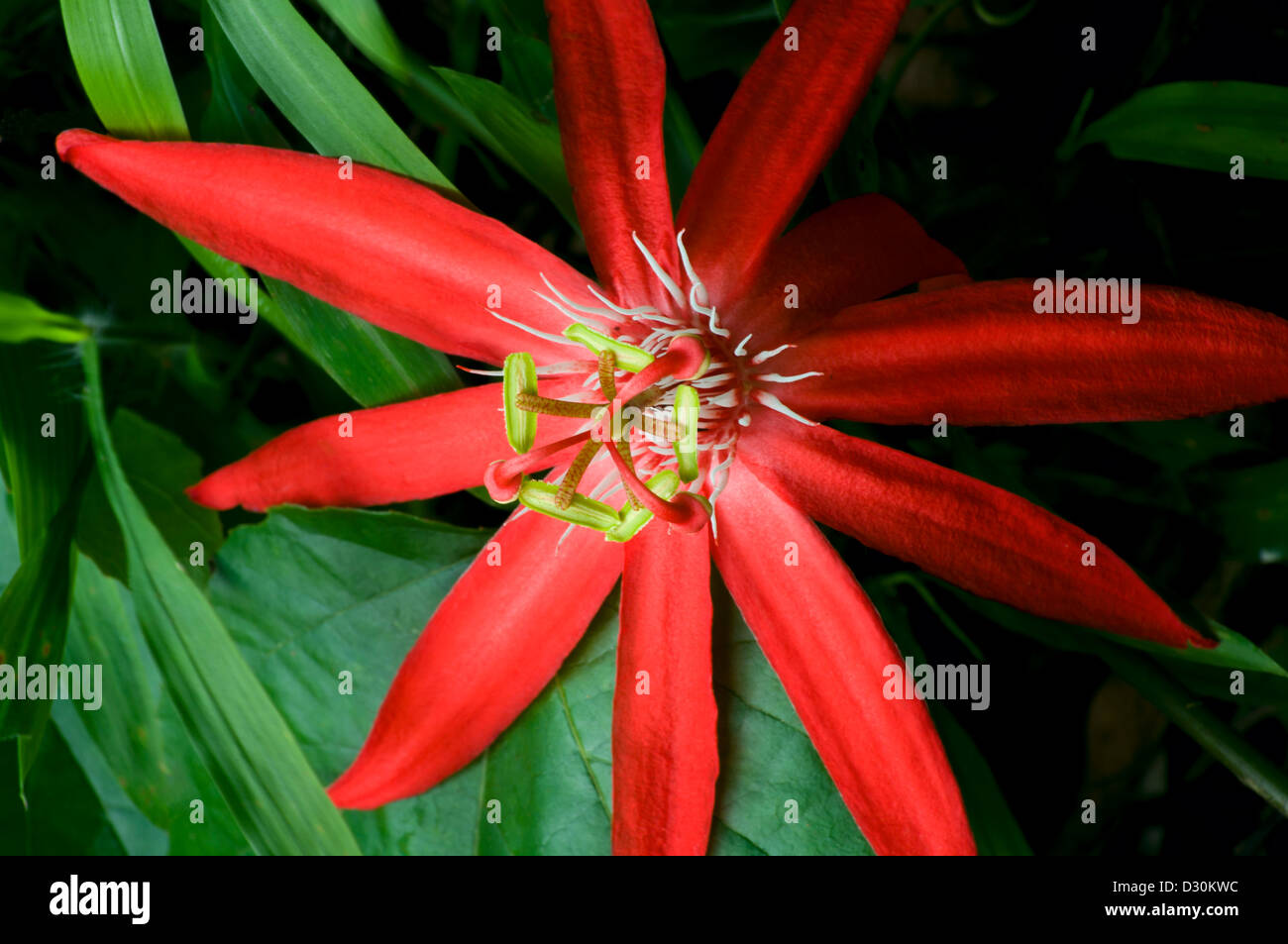 Rote Passionsblume oder passiflora vitifolia mit weißen Fäden drei rote Stile und fünf grüne Antheren Stockfoto