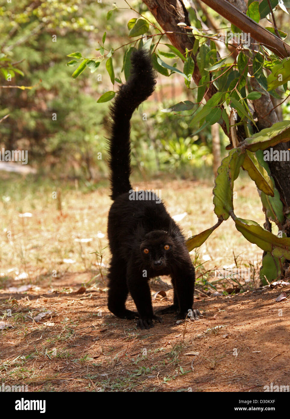 Black Lemur, Eulemur Macaco Macaco, Lemuridae, Primaten. Madagaskar, Afrika. Stockfoto