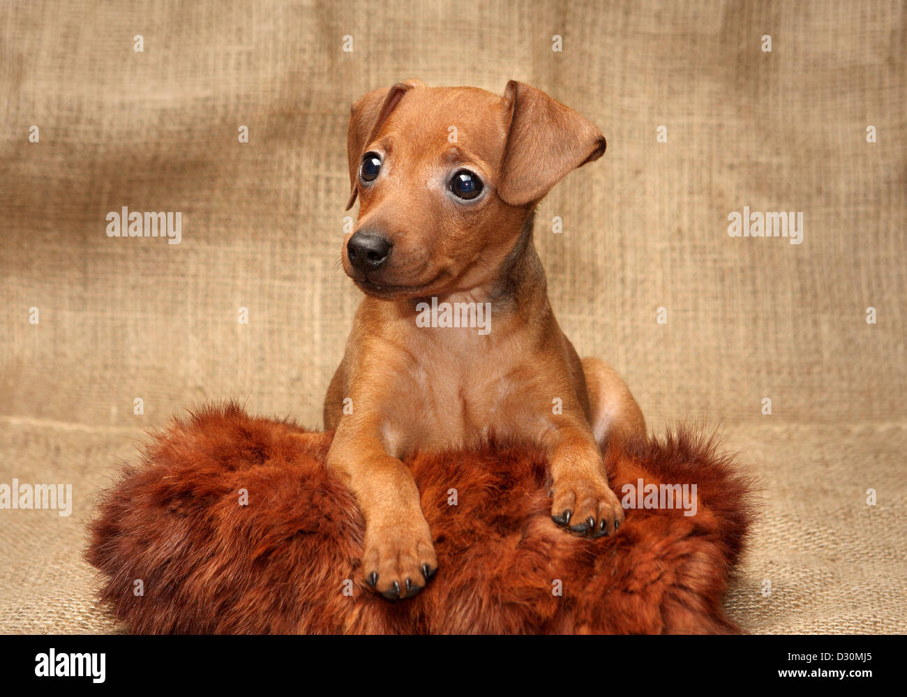 Zwergpinscher Welpen, 2 Monate 1 Woche alt Stockfoto