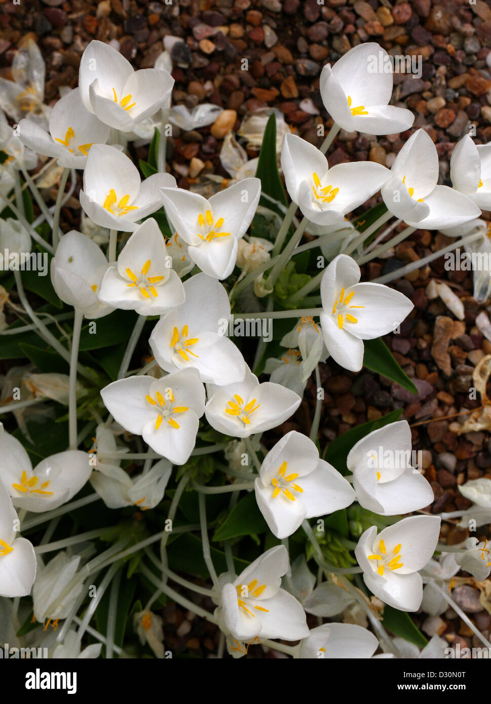 Commelinaceae Fotos und Bildmaterial in hoher Auflösung Alamy