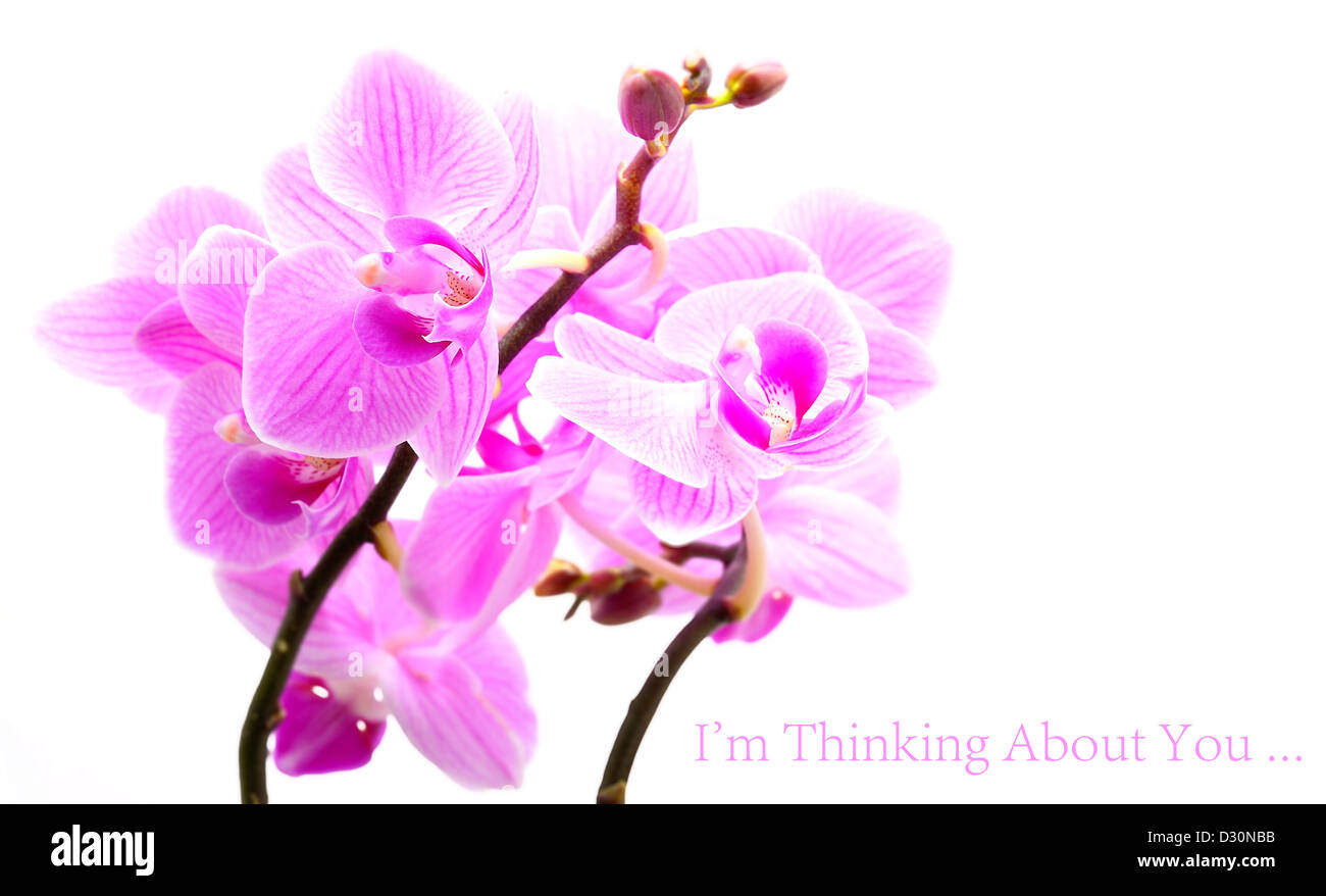Rosa Orchidee mit kleinen Beispieltext auf dem weißen Hintergrund. Stockfoto