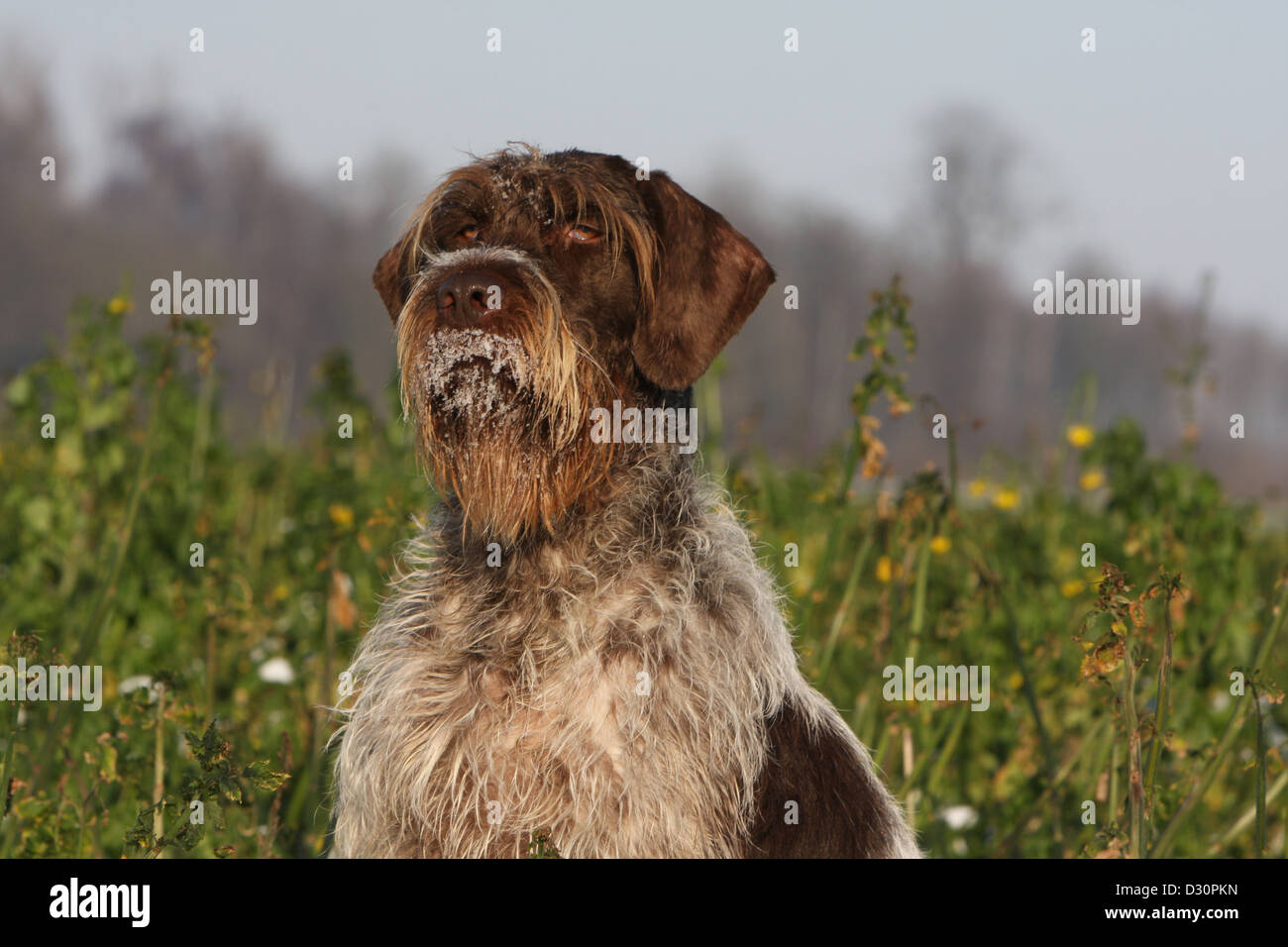 hund griffon