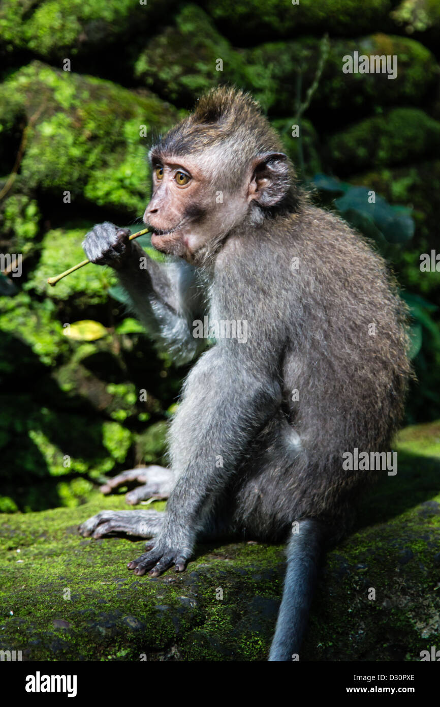 Lange tailed Macaque, Sacred Monkey Forest, Ubud Stockfoto